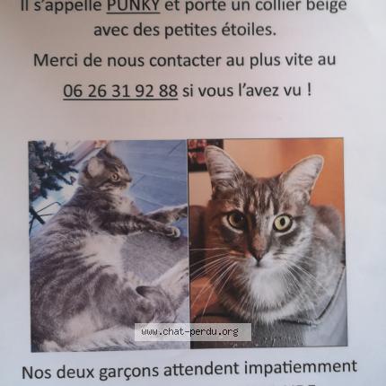 Photo 1/1 Chat retrouvé Perdu à Aulnay Sous Bois