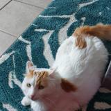 Photo de chat perdu à Bourg En Bresse