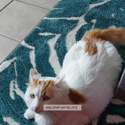 Photo 1/1 Chat retrouvé Perdu à Bourg en bresse