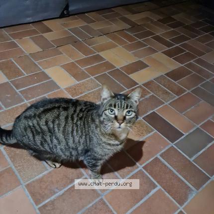 Photo 1/1 Chat retrouvé Trouvé à Aillevillers Et Lyaumont