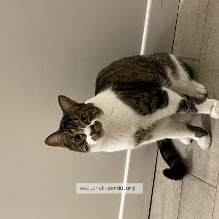 Photo de chat perdu à Saint Denis
