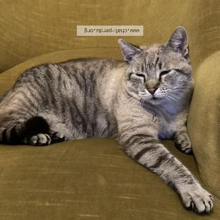 Photo 1/1 Chat retrouvé Perdu à Evreux