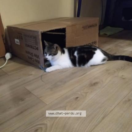 Photo de chat perdu à Ouges