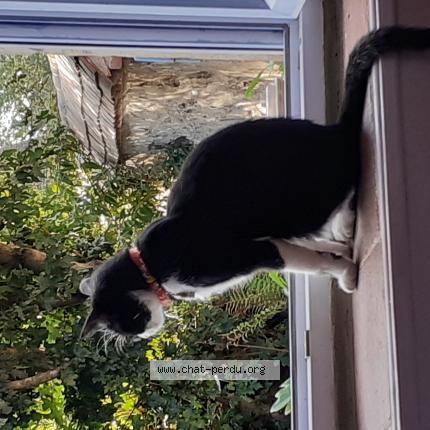 Photo de chat perdu à Fleuriel
