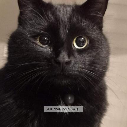 Photo de chat perdu à Marcq En Baroeul