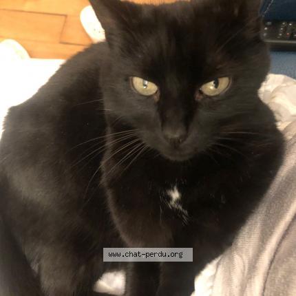 Photo de chat perdu à Margny Les Compiegne