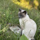 Photo de chat perdu à Le Mans