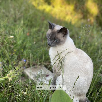 Photo 1/2 Chat retrouvé Perdu à Le mans