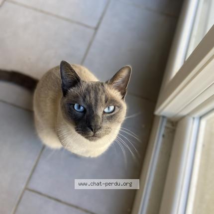 Photo 2/2 Chat retrouvé Perdu à Le mans