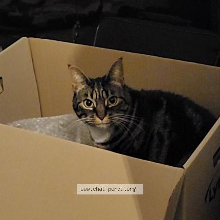 Photo 1/1 Chat retrouvé Perdu à Villeurbanne