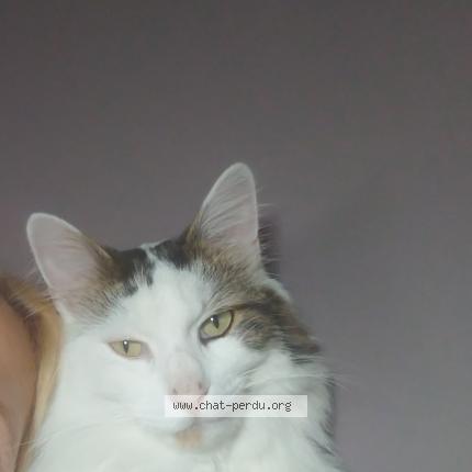 Photo de chat perdu à La Celle Sur Morin