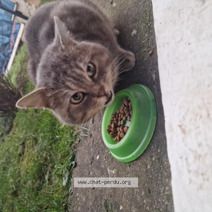 Photo de chat trouvé à Ablon Sur Seine