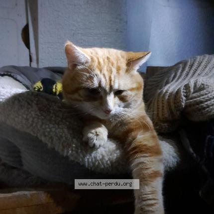 Photo 1/1 Chat retrouvé Perdu à Vouziers