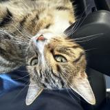 Photo de chat perdu à Rouillon