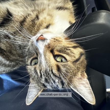 Photo 1/1 Chat retrouvé Perdu à Rouillon