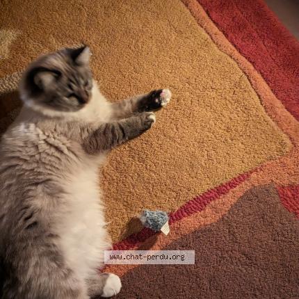 Photo de chat perdu à Verchaix