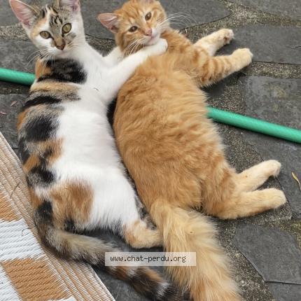 Photo de chat perdu à Bagneres De Bigorre