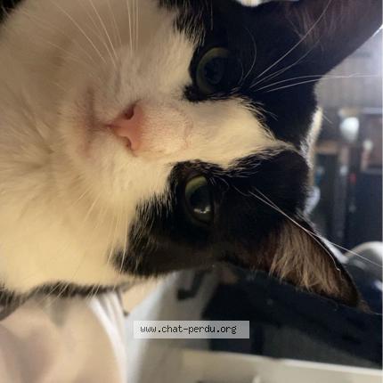 Photo de chat perdu à Metz