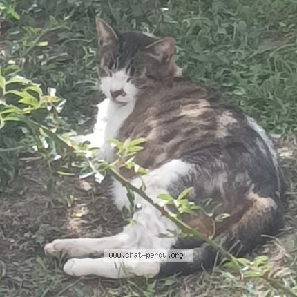 Photo 1/1 Chat retrouvé Perdu à Saint Pere En Retz