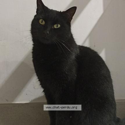 Photo de chat perdu à Lorient