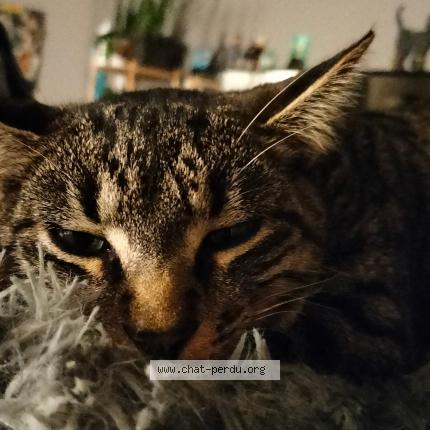 Photo de chat perdu à Villepinte