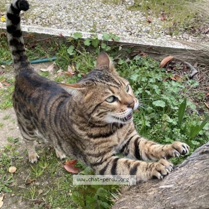 Photo 1/1 Chat retrouvé Perdu à Nimes