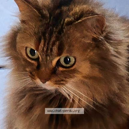 Photo de chat perdu à Tourcoing