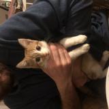 Photo de chat trouvé à Dagneux