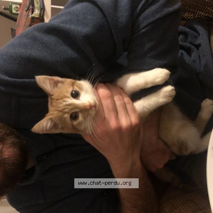 Photo 1/1 Chat retrouvé Trouvé à Dagneux