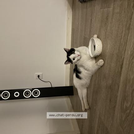 Photo 1/1 Chat retrouvé Perdu à Angers