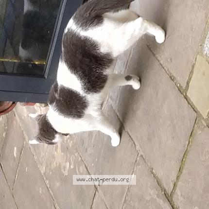 Photo de chat trouvé à Colombes