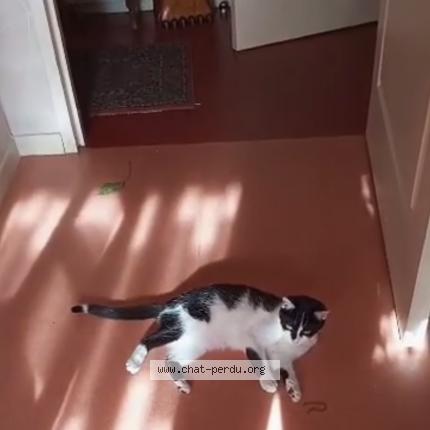 Photo de chat perdu à Gaillac