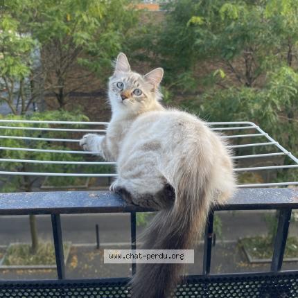 Photo 1/1 Chat retrouvé Perdu à Montfermeil