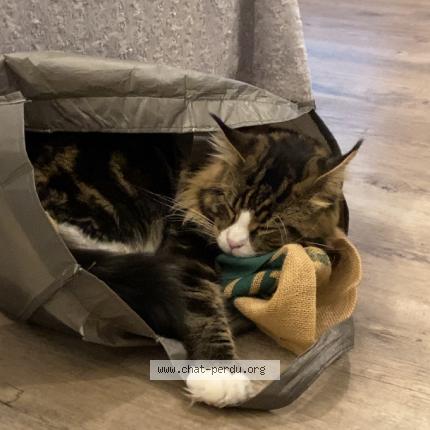 Photo 1/1 Chat retrouvé Perdu à Douarnenez