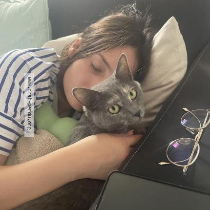 Photo de chat perdu à Nantes