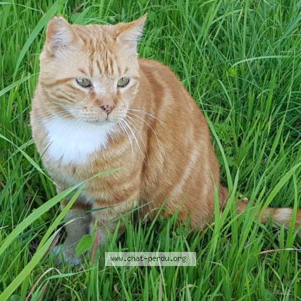Photo 1/1 Chat retrouvé Perdu à Cagnes Sur Mer 06800