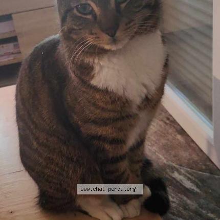 Photo 1/1 Chat retrouvé Perdu à Villefranche Sur Saone