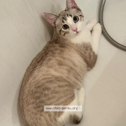 Photo 1/1 Chat retrouvé Perdu à Nogent Sur Seine