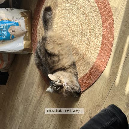 Photo 1/1 Chat retrouvé Perdu à Reims