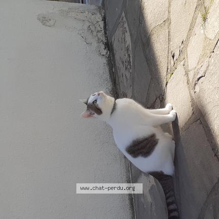 Photo 1/1 Chat retrouvé Perdu à La Rochelle
