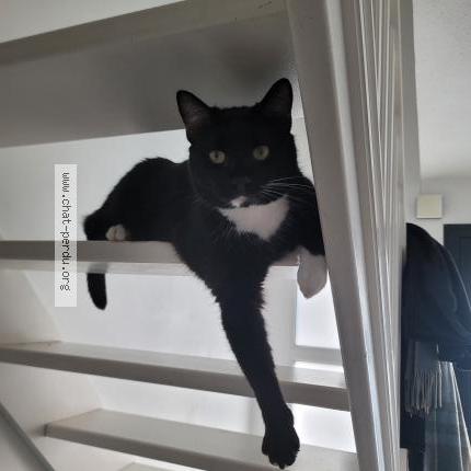 Photo de chat perdu à Pau