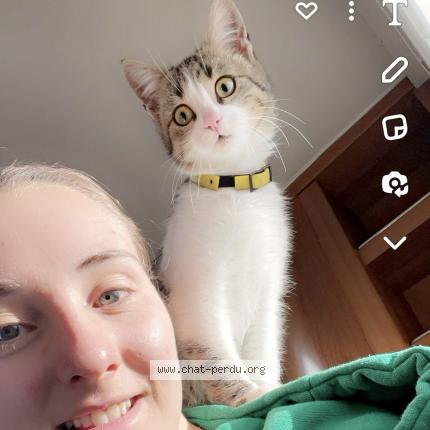 Photo de chat perdu à Mornant