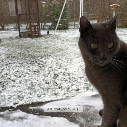 Photo de chat perdu à Pannes