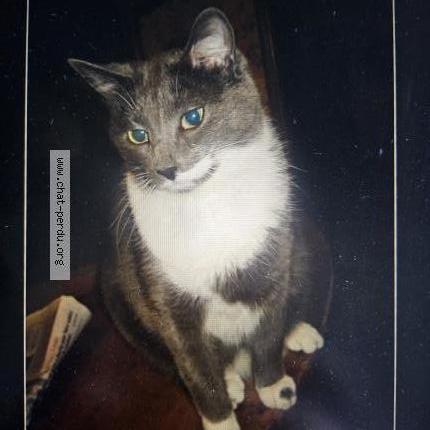 Photo de chat perdu à Annecy