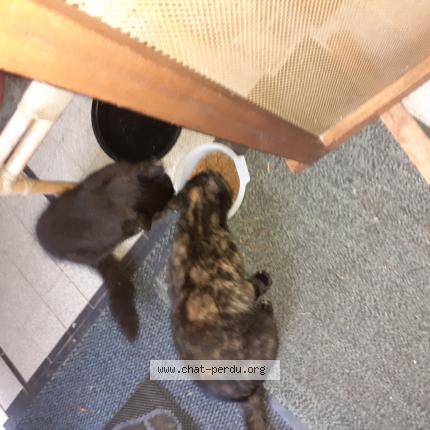 Photo 1/1 Chat retrouvé Perdu à Marquette Lez Lille