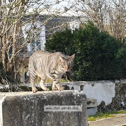 Photo de chat perdu à Acheres La Foret