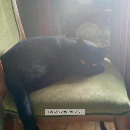 Photo 1/1 Chat retrouvé Perdu à Chaville