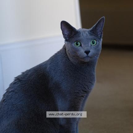 Photo de chat perdu à Ramonville Saint Agne