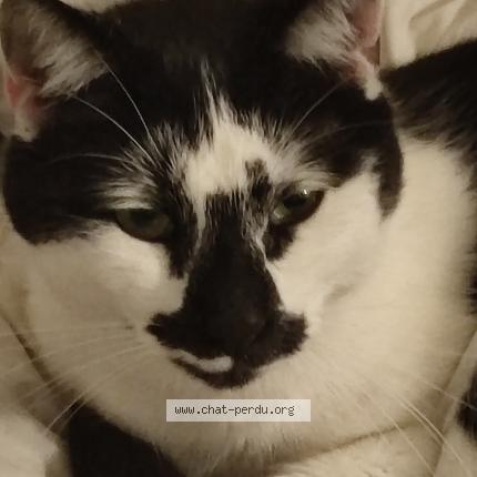 Photo de chat perdu à Mery Sur Oise