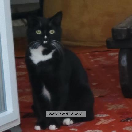 Photo 1/1 Chat retrouvé Perdu à Gradignan